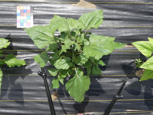 planttop
