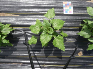 planttop