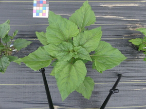 planttop