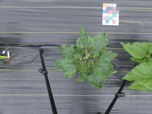 planttop