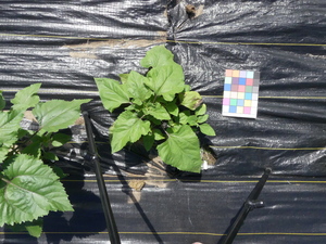 planttop