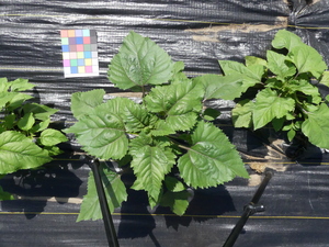 planttop