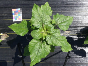 planttop