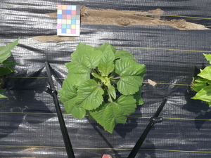 planttop