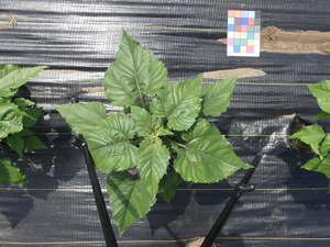 planttop