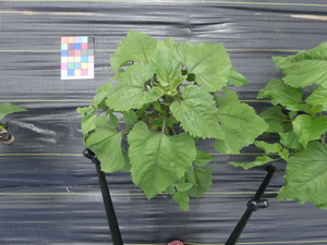 planttop