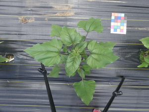 planttop