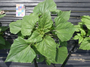 planttop