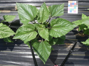planttop