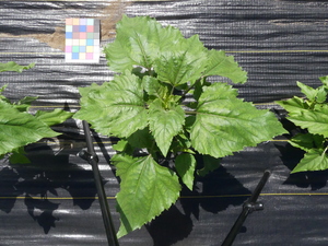 planttop