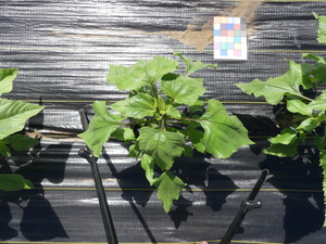 planttop