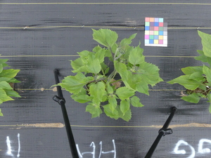 planttop