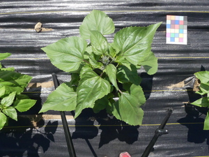 planttop