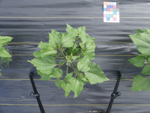 planttop