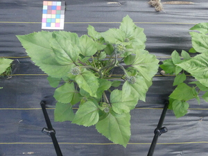 planttop