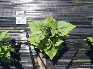 planttop