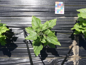 planttop