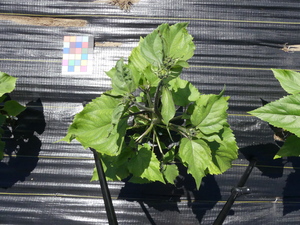 planttop