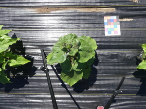 planttop
