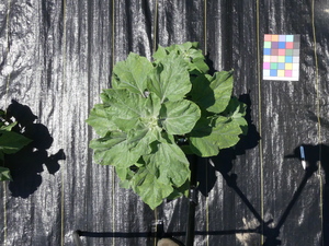 planttop