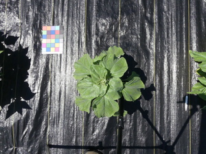 planttop