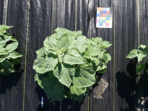 planttop