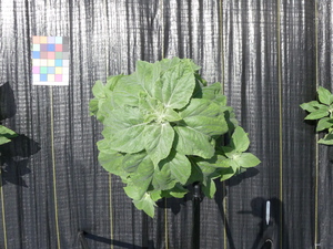 planttop