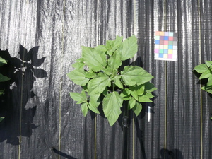planttop