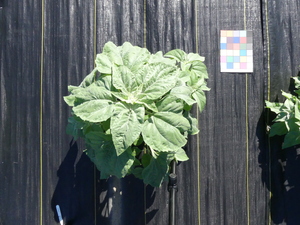planttop