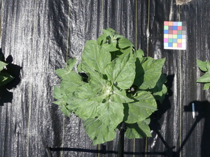 planttop