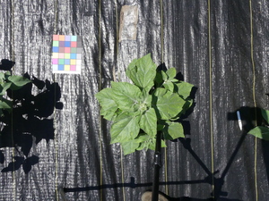 planttop