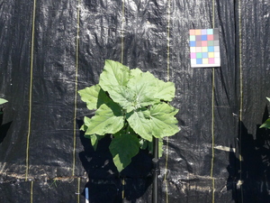 planttop