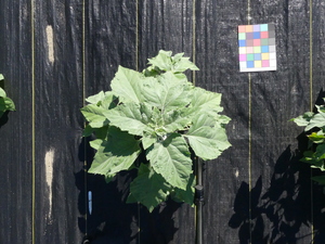 planttop