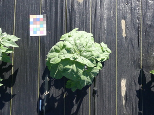 planttop