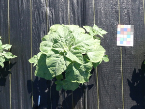 planttop