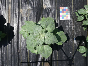 planttop