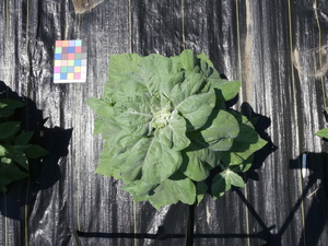 planttop