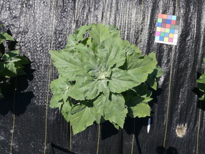 planttop