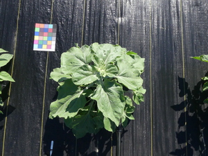 planttop