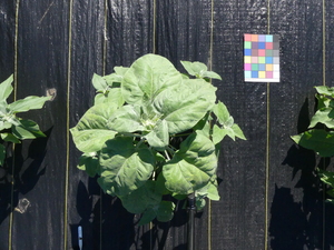 planttop