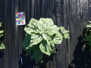 planttop