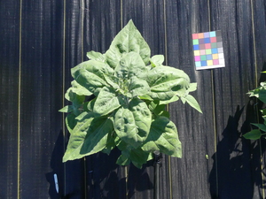planttop