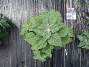 planttop