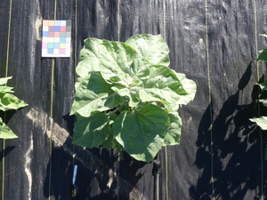 planttop