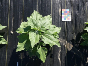 planttop