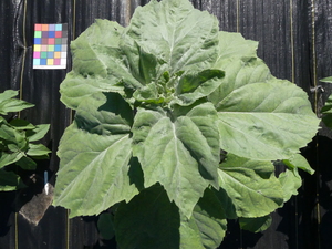 planttop