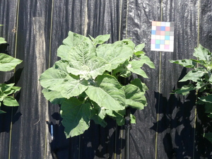 planttop