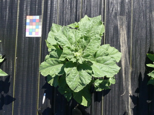 planttop