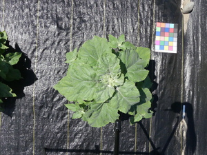 planttop