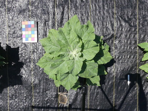 planttop
